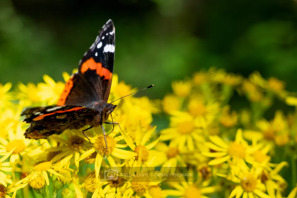 Red admiral butterfly on yellow flowers