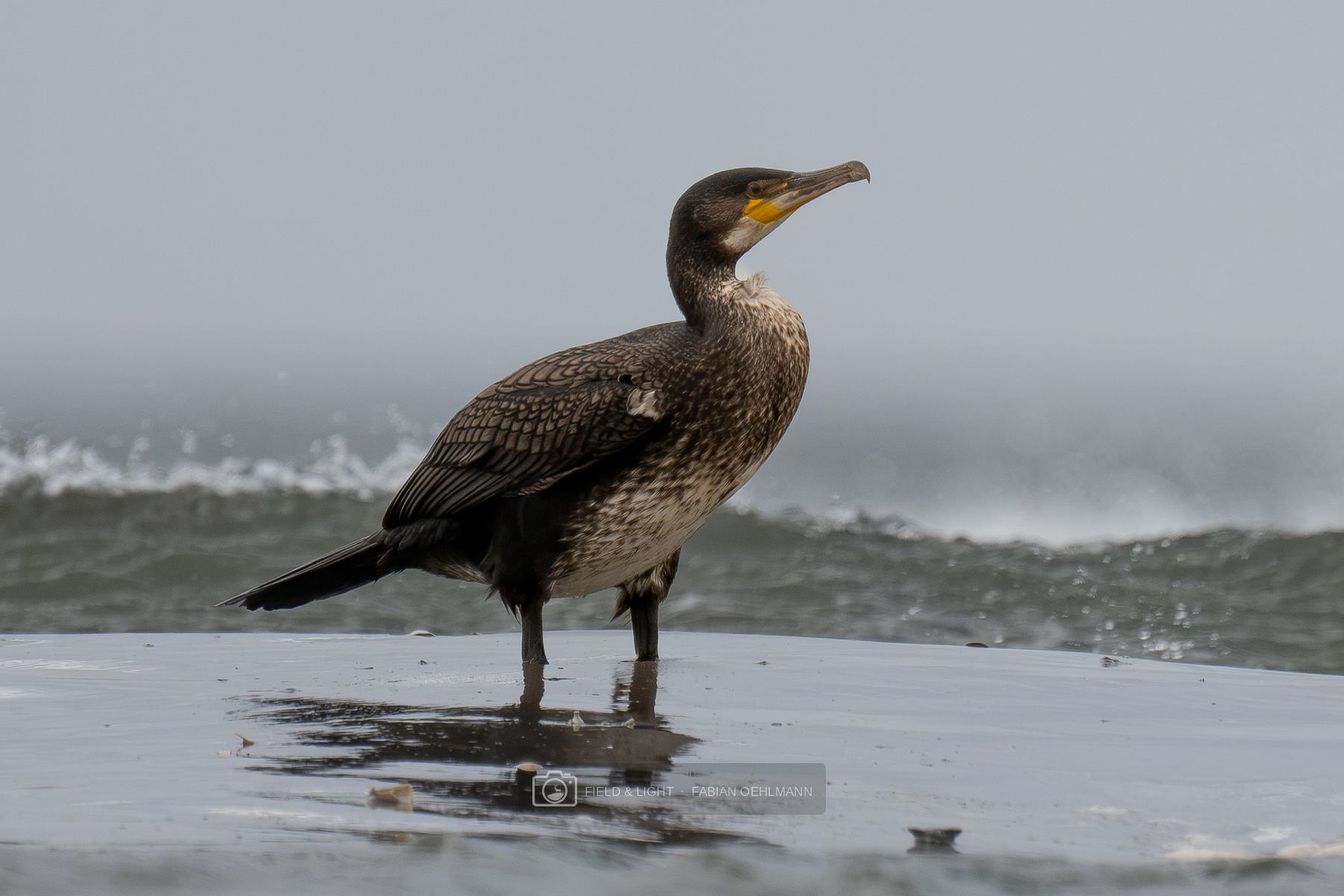 A young great cormorant standing on wet sand in front of a breaking wave
