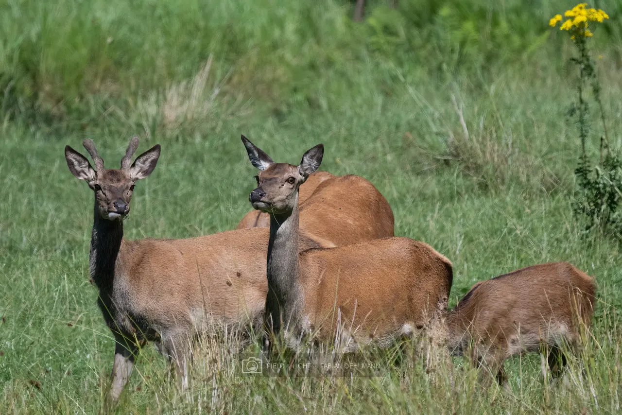 A watchful group of red deer standing in a summer meadow
