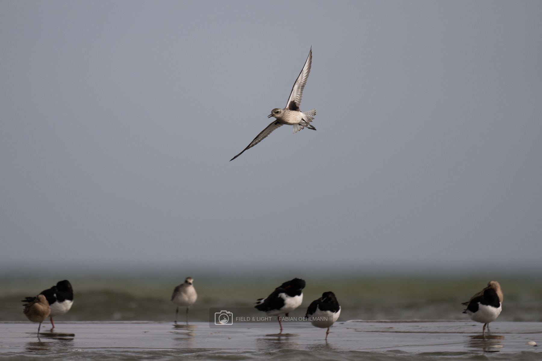 A grey plover calling in flight above resting oystercatchers, its black armpits showing beneath raised wings
