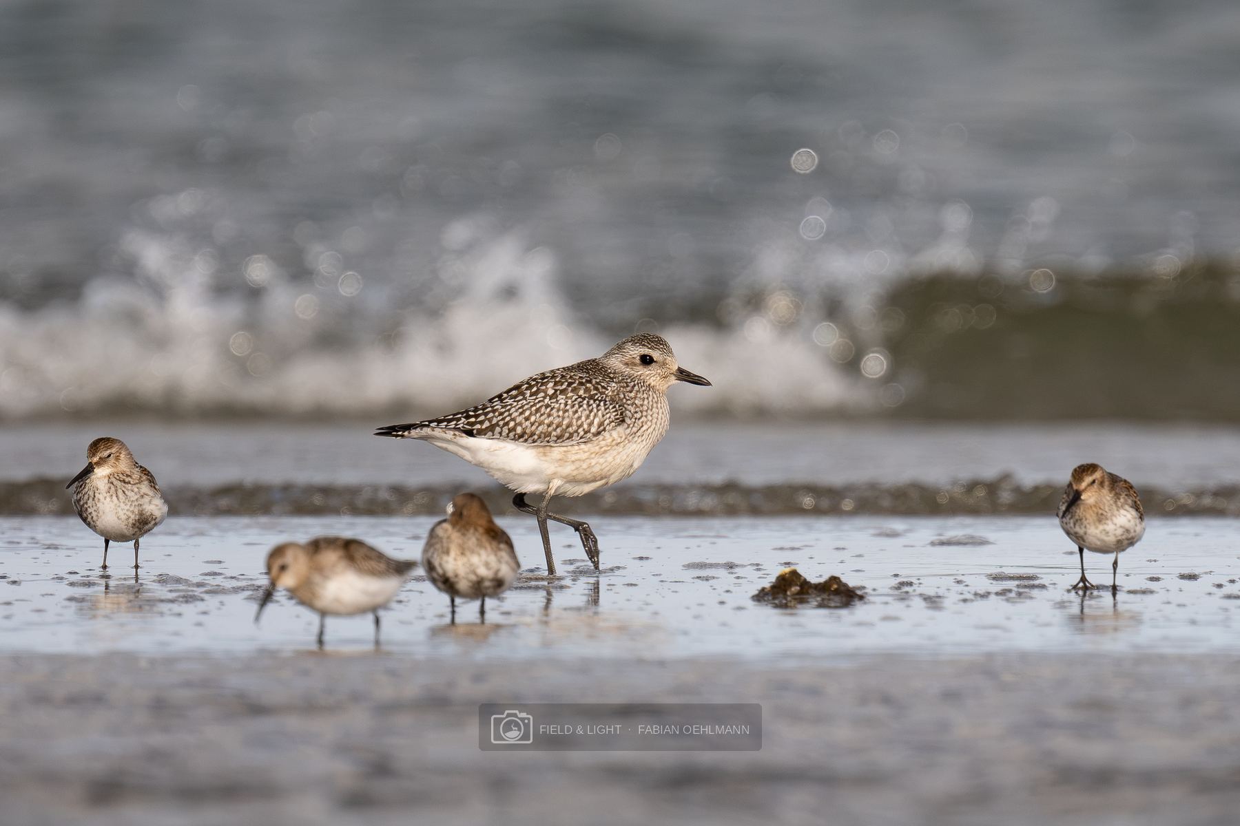 A grey plover walking through shallow water among dunlins searching for food, with surf breaking behind