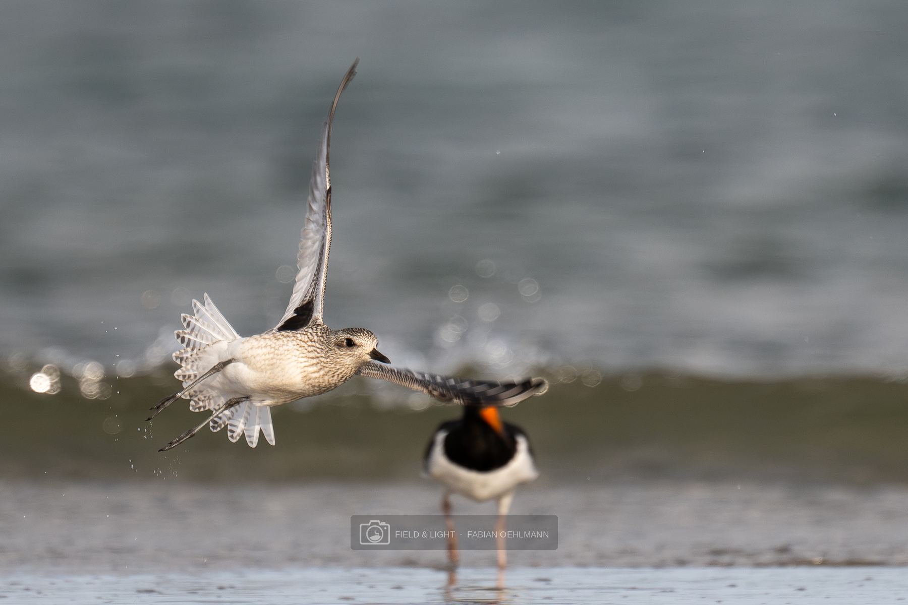 A grey plover taking off from the wet sand at Jerup Beach, tail fanned and wings raised, with an oystercatcher standing behind