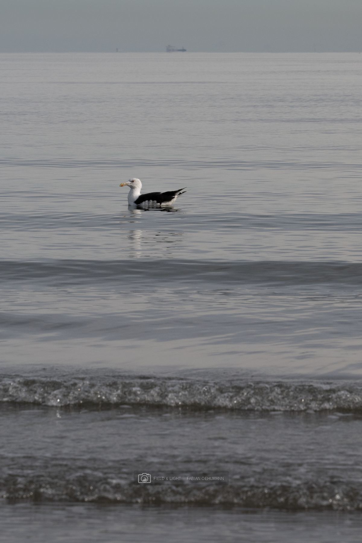 A great black-backed gull floating alone on calm grey water beneath a pale sky