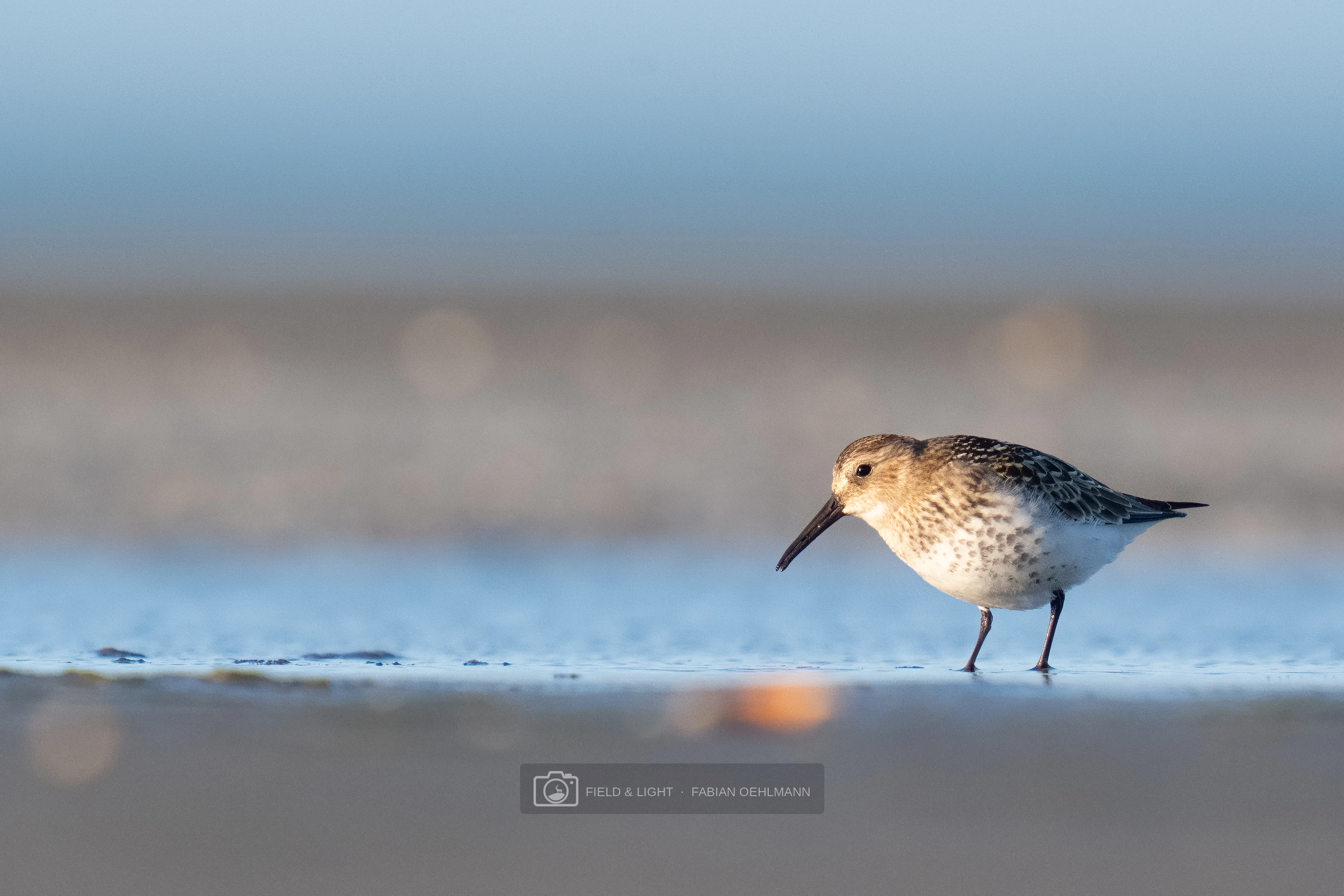 A dunlin pauses in shallow water at Jerup Beach