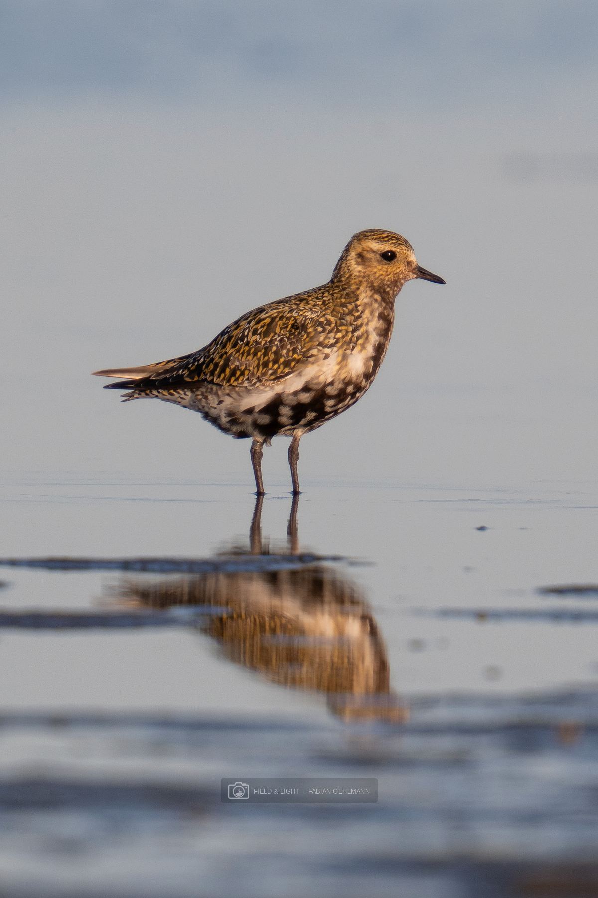 A European golden plover reflected in still shallow water at Jerup Beach