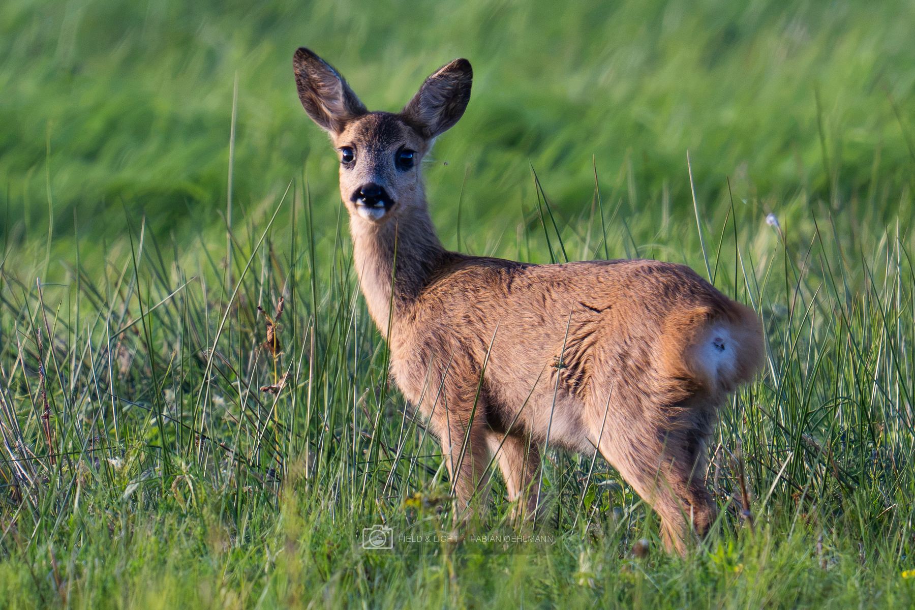 A young roe deer standing in tall summer grass in warm morning light