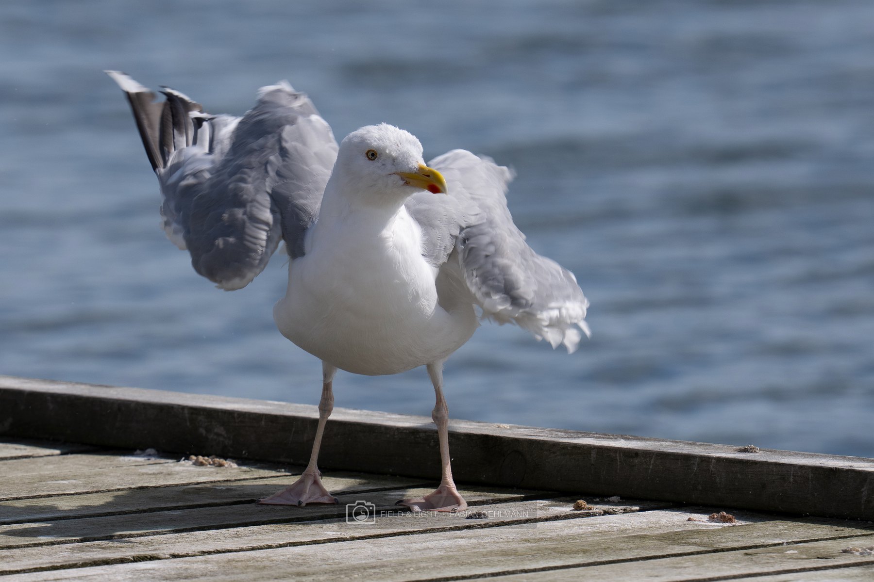 A gull stretching its wings by the harbour in Sæby
