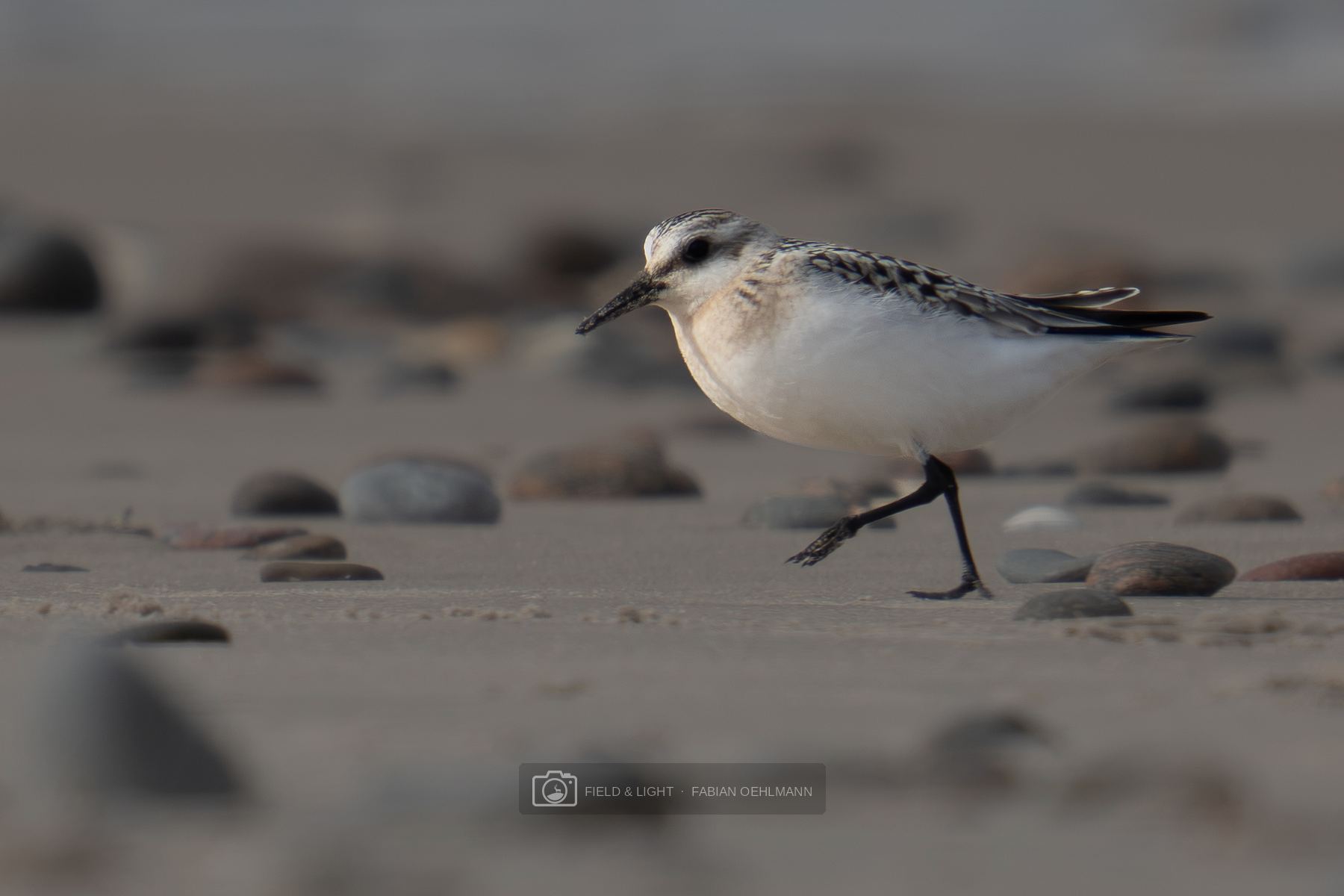 A sanderling running across wet sand between smooth beach pebbles