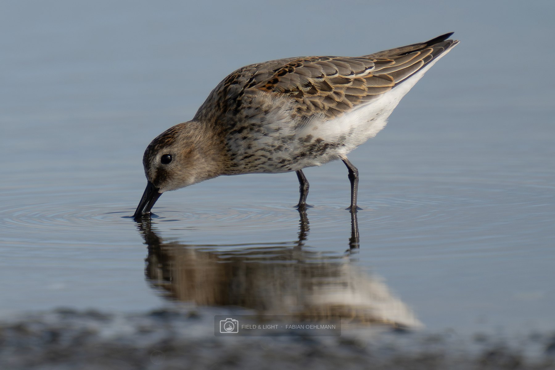 A young dunlin probing the shallows, its reflection and rings of water beneath it