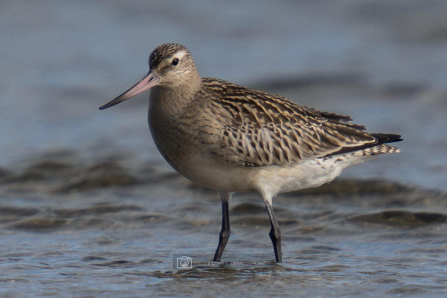A young bar-tailed godwit standing in rippling shallow water
