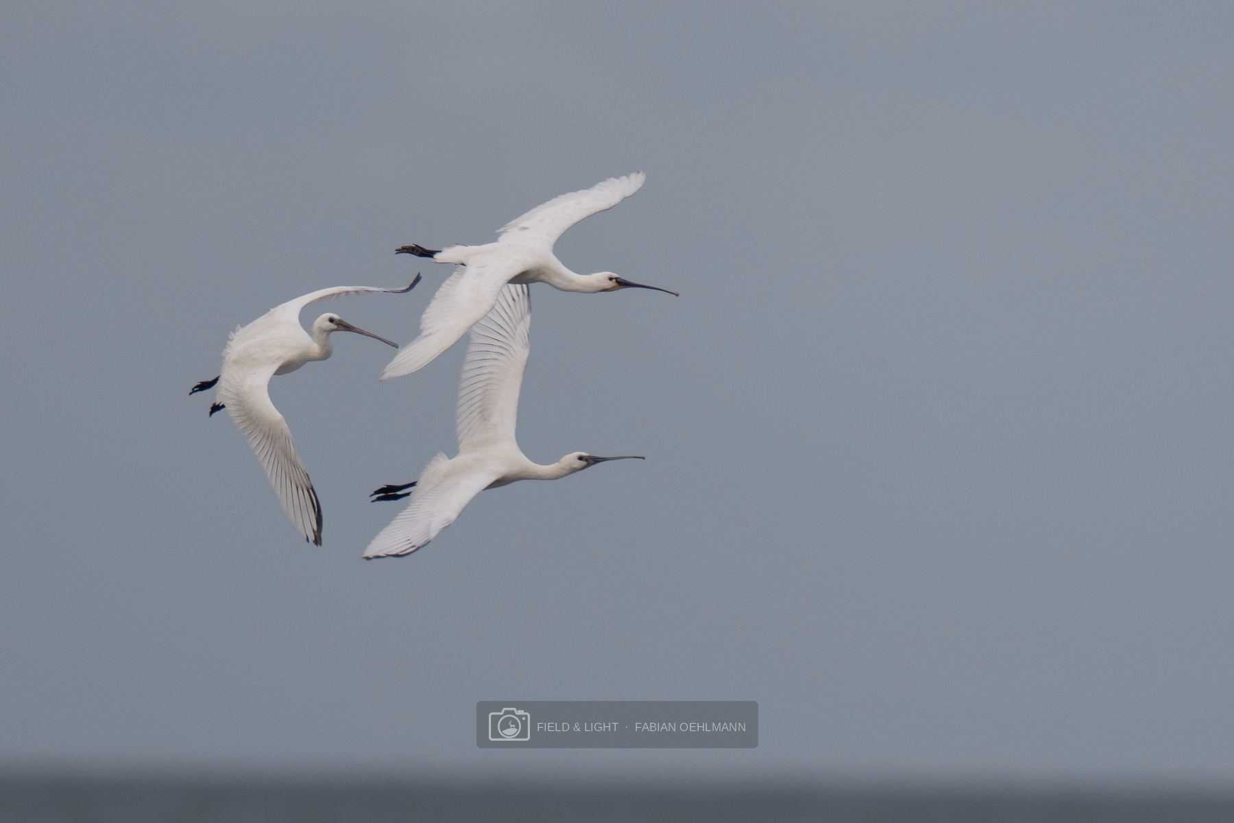 Three Eurasian spoonbills banking together against a quiet grey sky