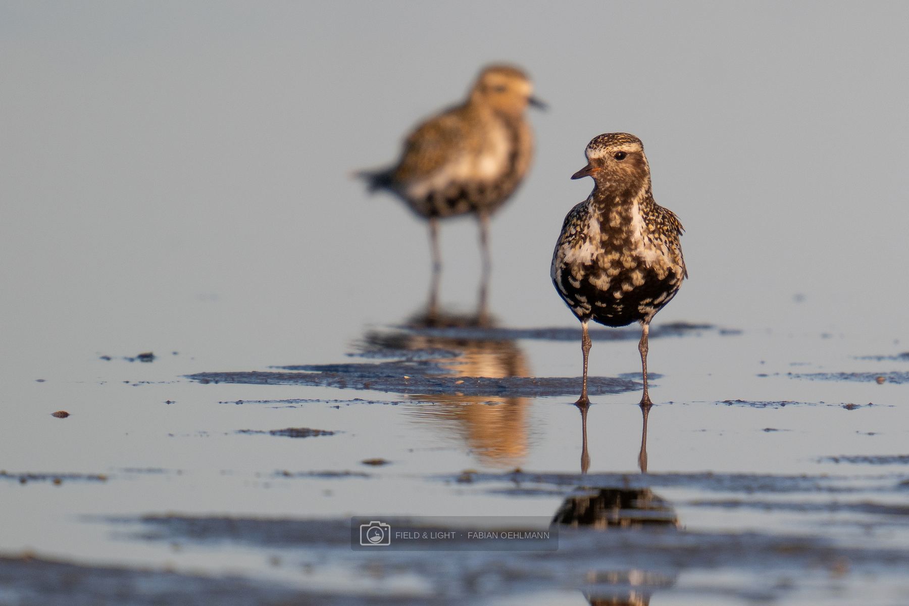Two European golden plovers standing at different distances in the shallow water at Jerup Beach