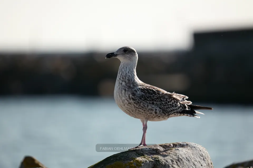Young gull standing on a coastal rock