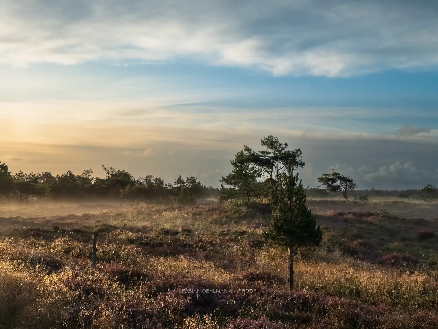 Open heathland in soft evening light