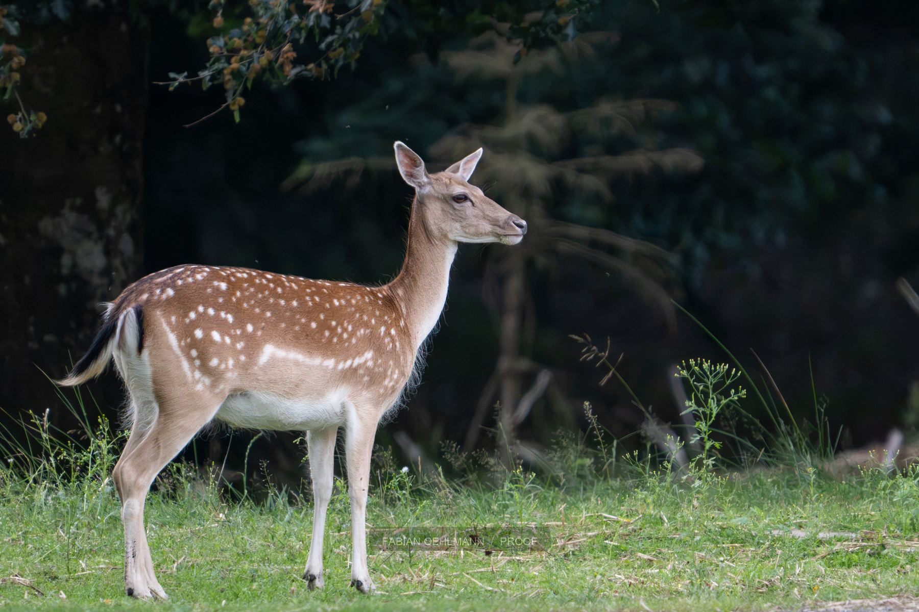 A fallow deer pauses at the edge of a dark forest